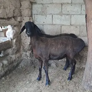 Гусфанд, Душанбе