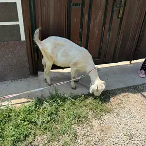 Зааненские козы, Рудаки