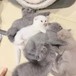 Породистые котята, Душанбе