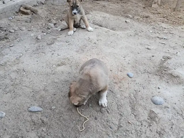 Сагчахо, Конибодом