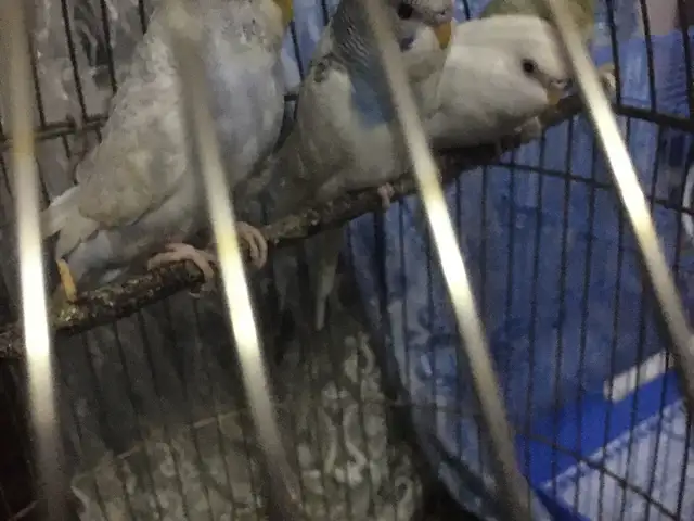 Попугай, Душанбе