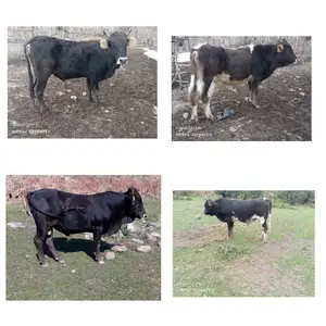 2 сар букаи калон, Сангвор (Тавилдара)