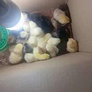 Чуча, Шахринав