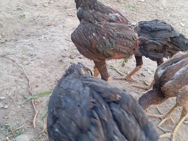 Хурузи даканг, Канибадам