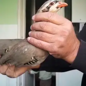 Кабк, Душанбе