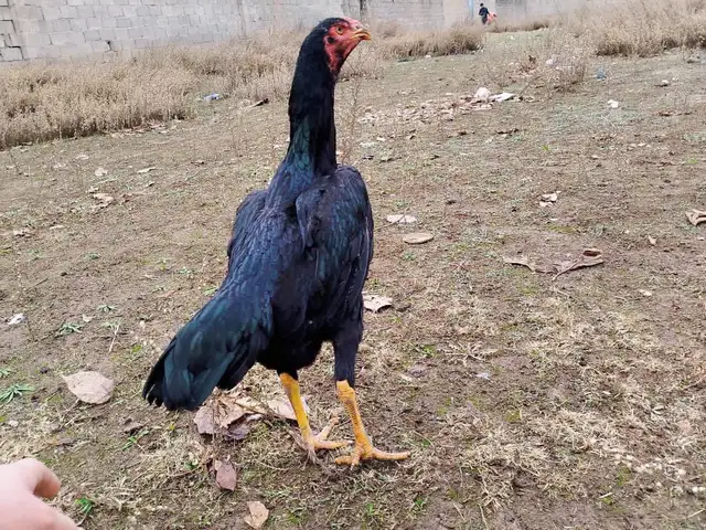 Дакан мокиён, Душанбе