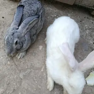 Кролик, Душанбе