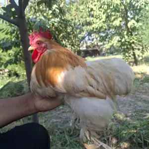 Хуруз чайник, Худжанд