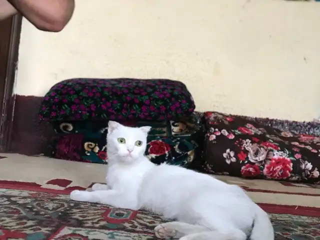 Шотландская кошка, Душанбе