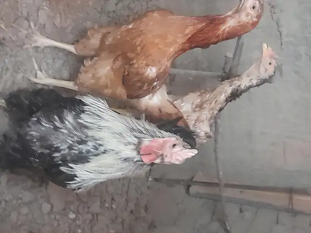 Хуруси хасак, Конибодом