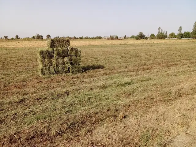 Преси ришқа, Душанбе