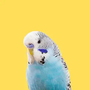 Попугай, Душанбе
