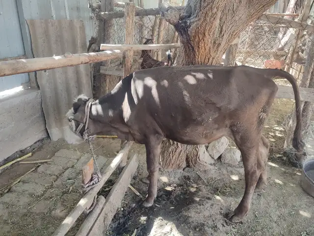 Ғуночин, Ҷалолиддин Балхӣ (Румӣ)