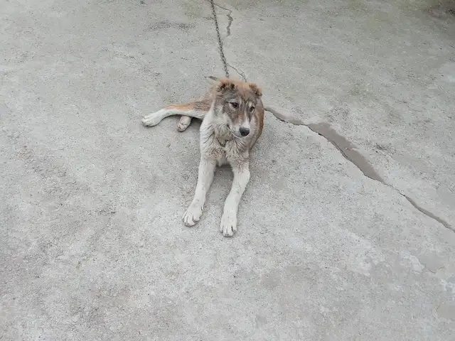 Саги Чупони, Душанбе