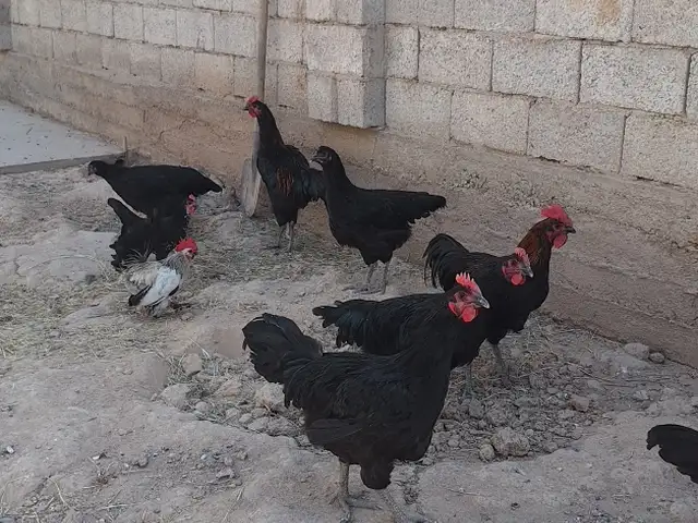 Мурги Джерсийский гигант, Душанбе