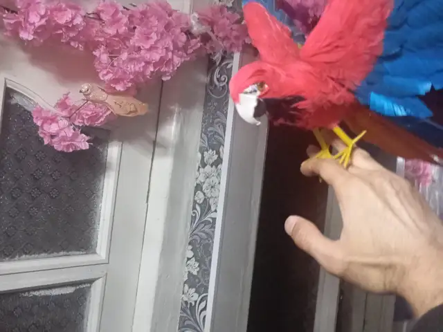 Попугай декоративный, Душанбе