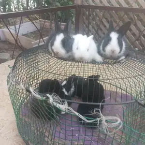 Харгушчаҳо, Душанбе