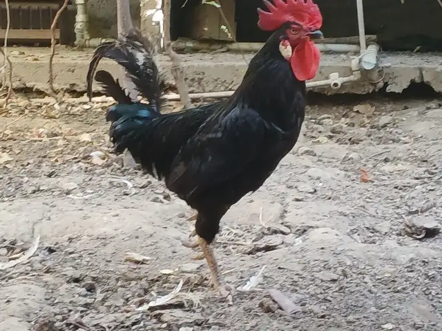 Хурус, Хуҷанд