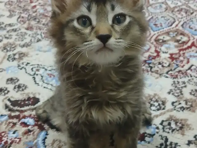 Кот, Душанбе