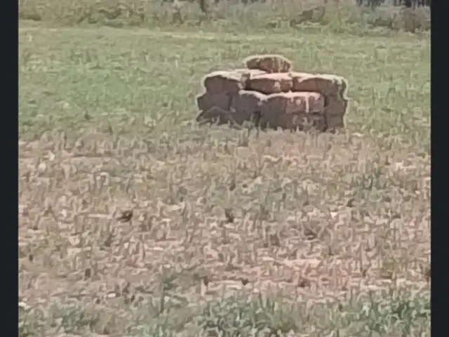 Пресси ҷав, Ёвон