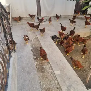 Чучахои ломан браун, Худжанд