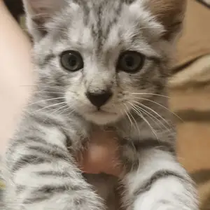 Котенок, Душанбе
