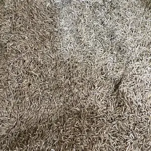 Суми газон, Душанбе