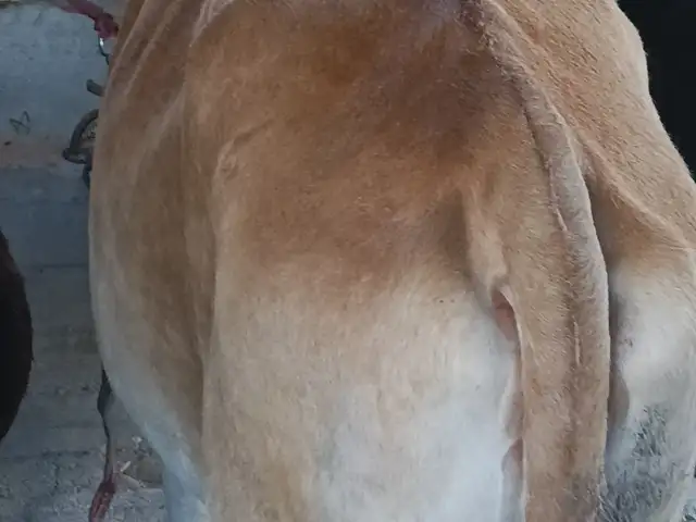 Гуночин, Душанбе