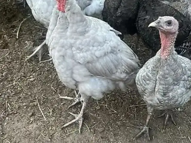 Индюки гибриди, Душанбе