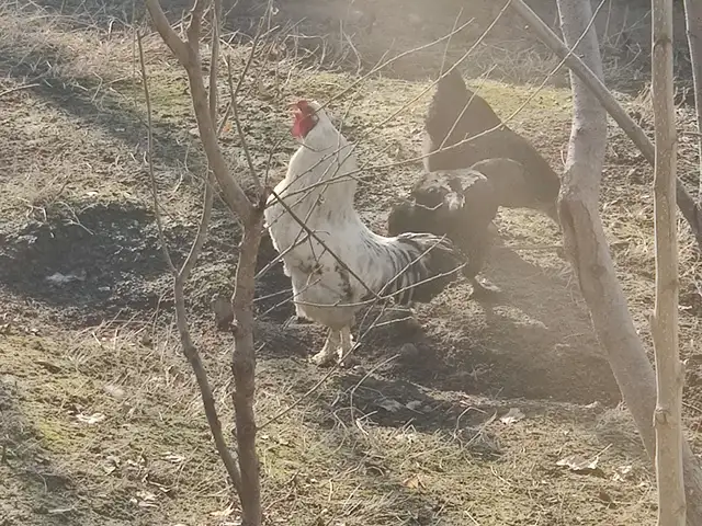 Хурӯси брама, Душанбе