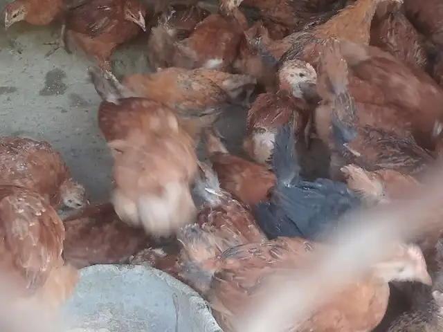 Чучаи хонаги, Худжанд
