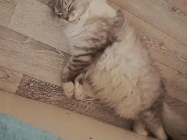 Кот в хорошие руки, Душанбе