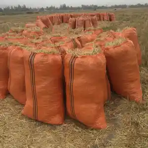 Кахи майда аз гандум, Душанбе