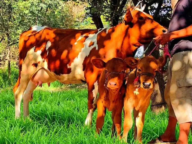Гуночин, Мастчоҳ