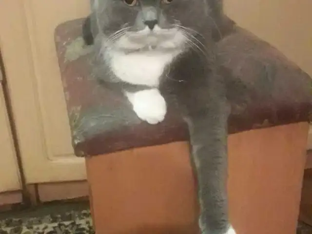 Британский прямоухий котик на вязку, Душанбе
