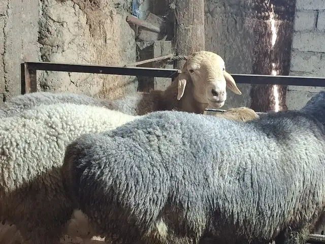 Кучкор, Худжанд