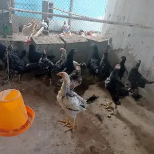 Чуча, Худжанд