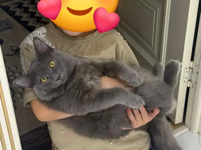 Шотландский котенок, Душанбе
