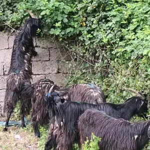 Бузича, Душанбе