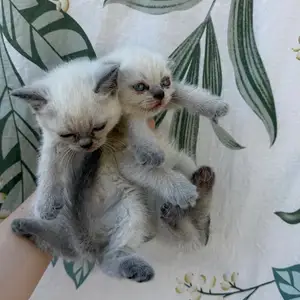 Котята, Худжанд