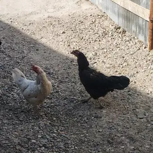 Мурги тухмкун, Душанбе