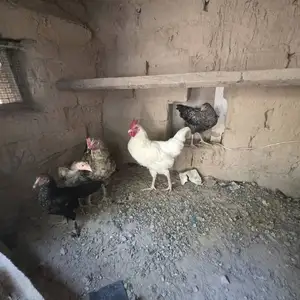 Мургхо, Душанбе