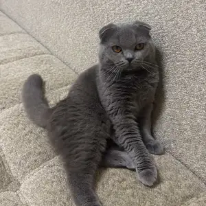 Шотландский кот на вязку, Душанбе