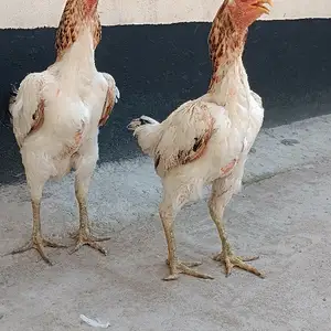 Мургхои Дакан, Худжанд