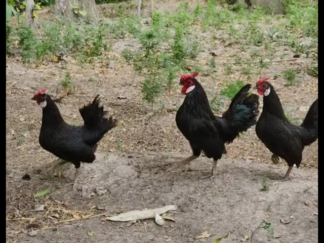 Мурги Японча, Ваҳдат