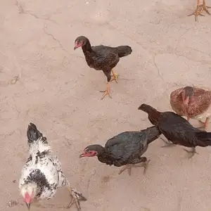 Хурус, Душанбе
