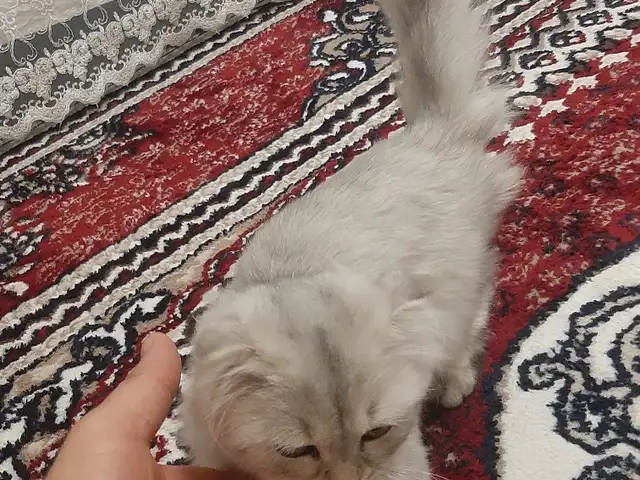 Кошка, Душанбе