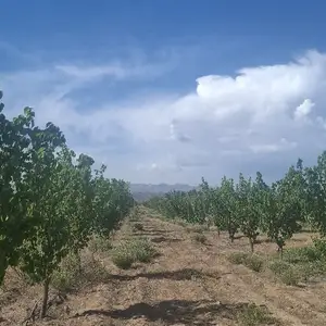 Сад на продажу, Шахраки Сайхун, Худжанд