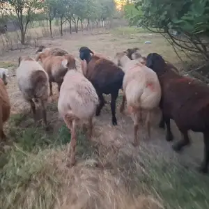 Гусфанд, Хуҷанд