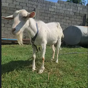 Буз, Душанбе